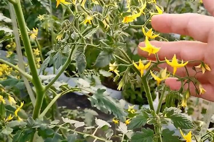 种植西红柿要施几次肥,一般施什么肥？