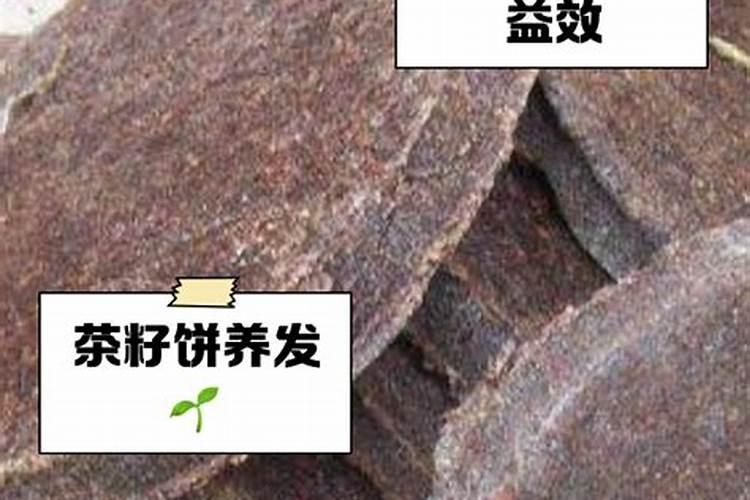 石斛兰上面的茎干冻死了下面的根能发芽吗？