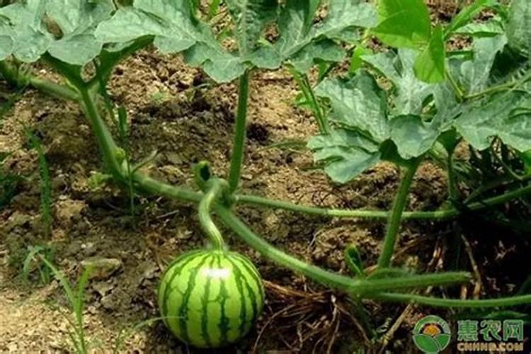 如何施用微量元素肥料才会更好