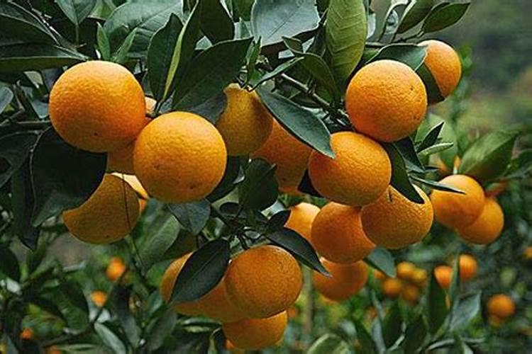柑橘幼树期如何施肥？它的施肥原则是什么？