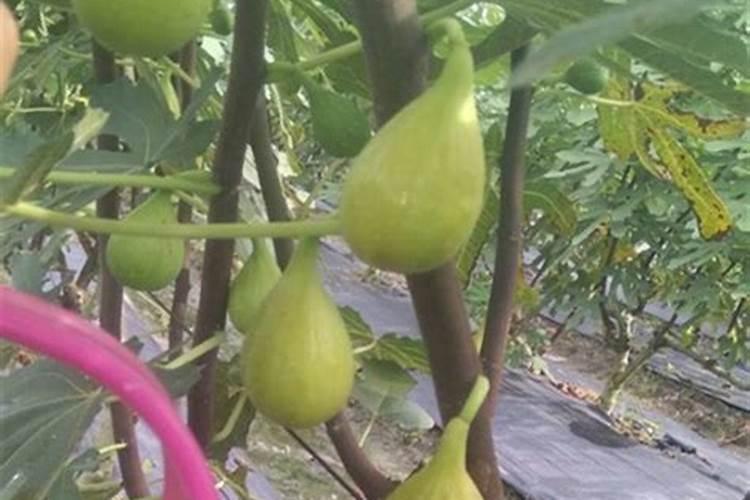 西红柿生根壮苗用什么肥料好？大棚西红柿育苗期种植管理如何做百度知 ...