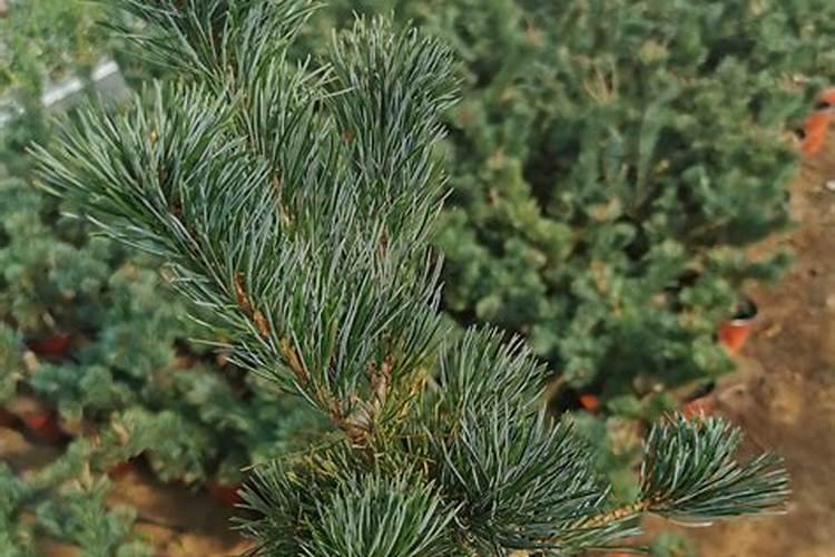 金钱树的管理方法