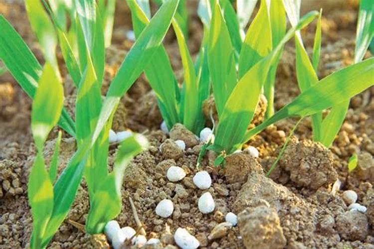 生活中常见的天然氮肥有哪些