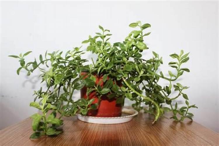 牡丹吊兰的养殖方法和注意事项