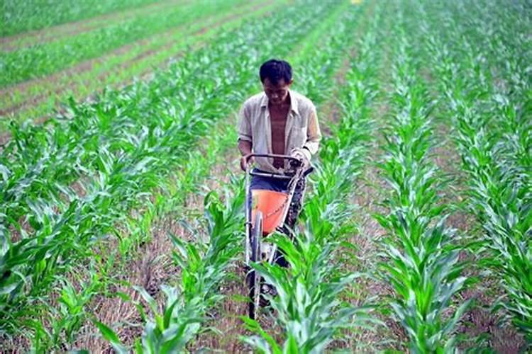 这些柑橘保果技术方案,收藏就对了!