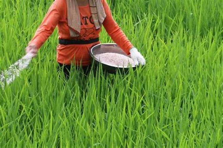 请问各位老师,水稻什么时候施第二次肥？施什么肥？每亩施多少？