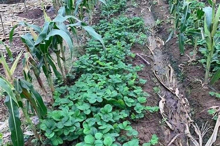 尿素是有机肥料吗