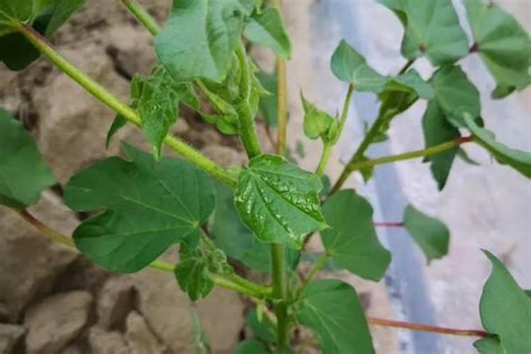 选植力康叶面钙肥、碳肥要看品牌吗？