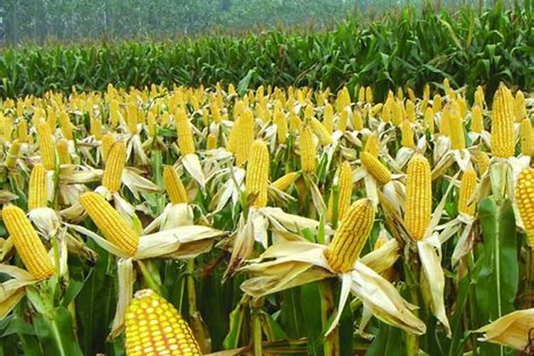 长寿花怎样施磷酸二氢钾