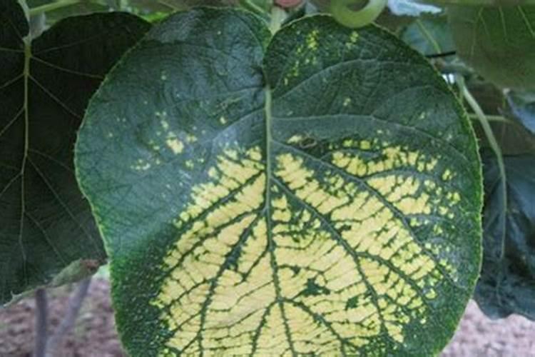 磷酸二氢钾可以浇长寿花吗