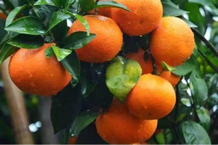 种植沃柑6个月适用放什么肥料