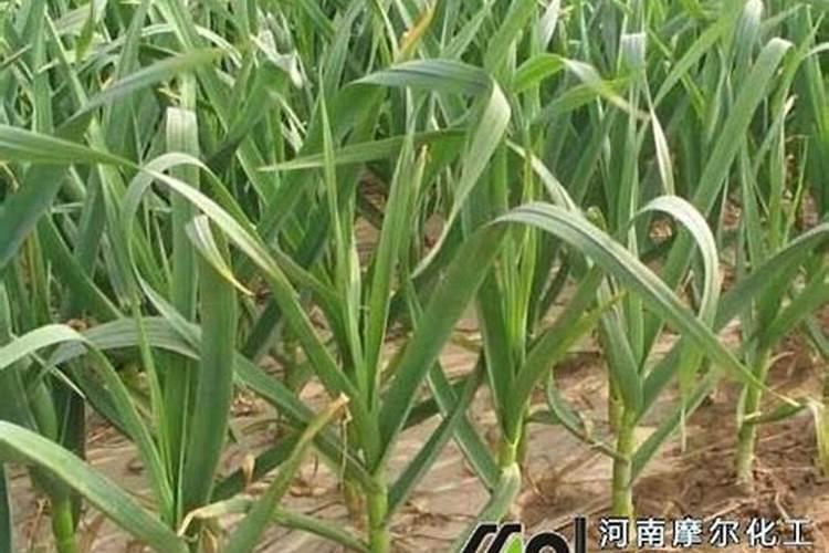 大蒜抽苔期追肥追什么化肥