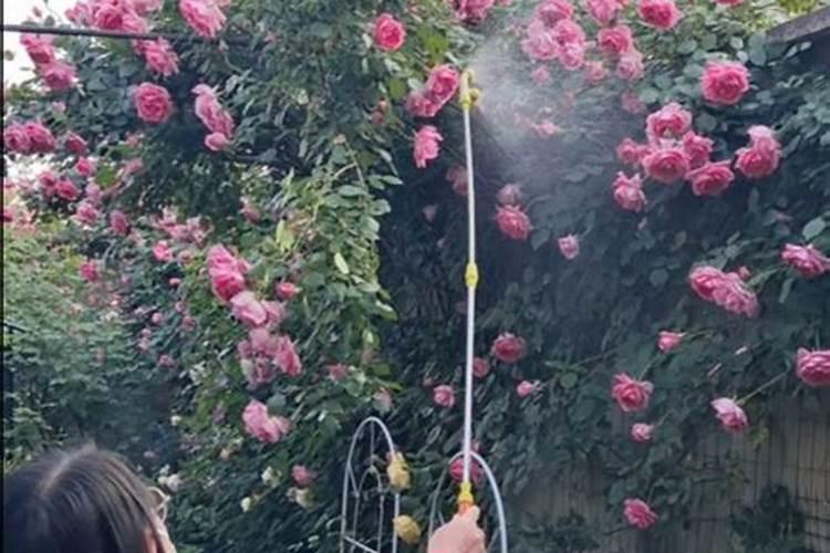 君子兰换盆不换土可以吗