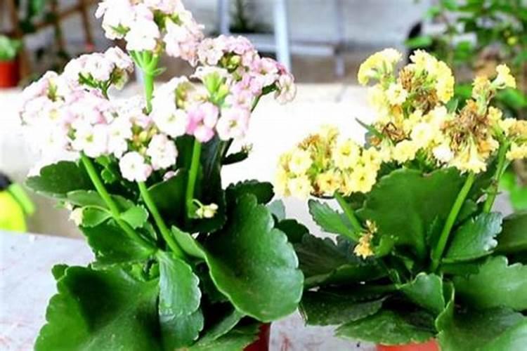 芦荟喜欢什么肥料 臭味大的微酸性水肥