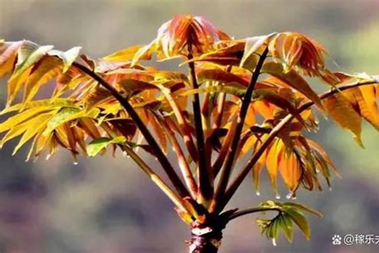 沙糖桔裂果的原因及防治