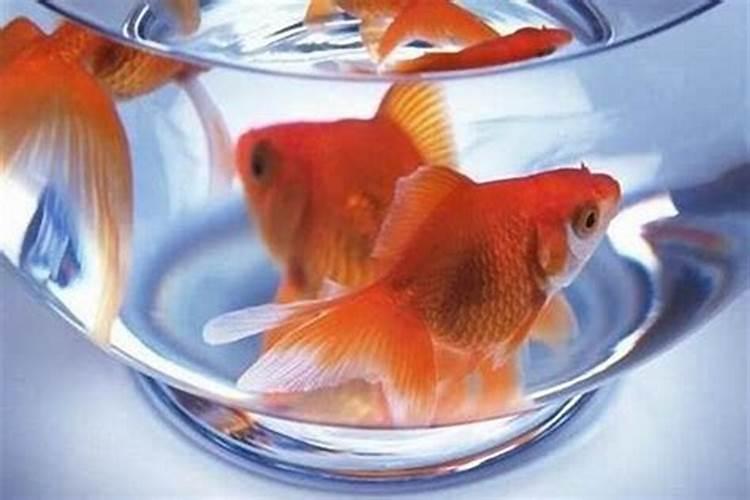 养鱼水浇花好吗