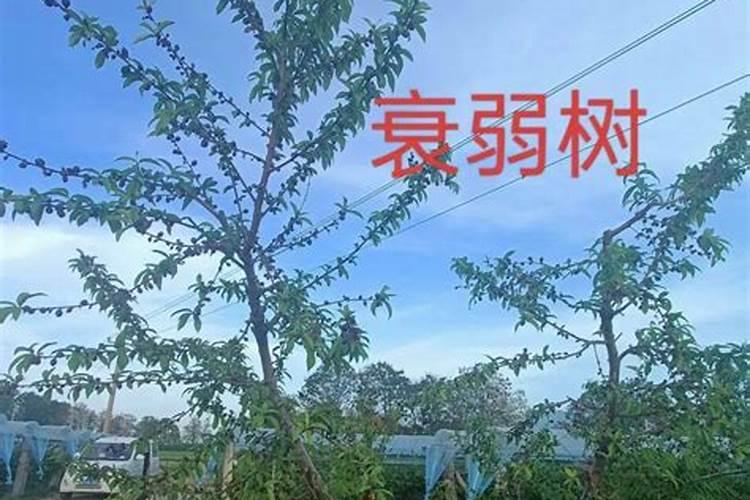 水稻灌浆期在几月份 灌浆期用什么叶面肥可增产