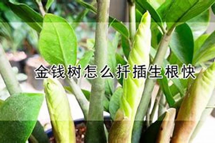 金钱树用什么肥料好