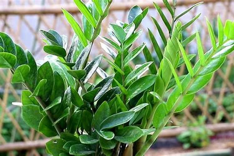 金钱树该用什么类型的肥料？