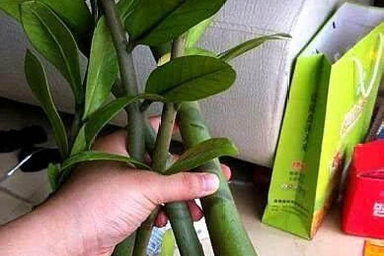 怎样种金钱树才能生根快 金钱树快速生根方法