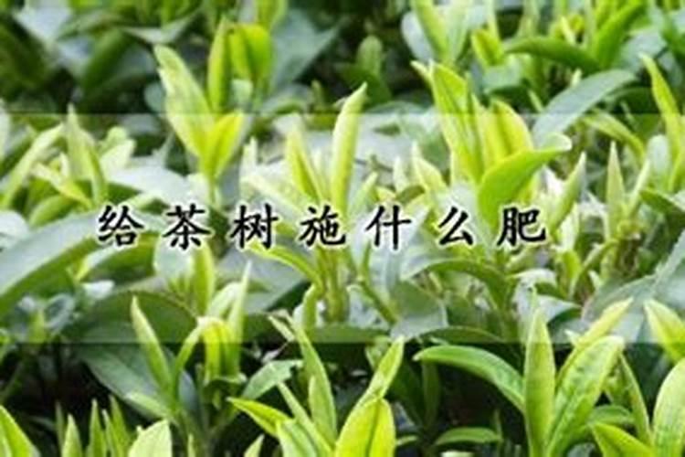 茶树用什么肥料好