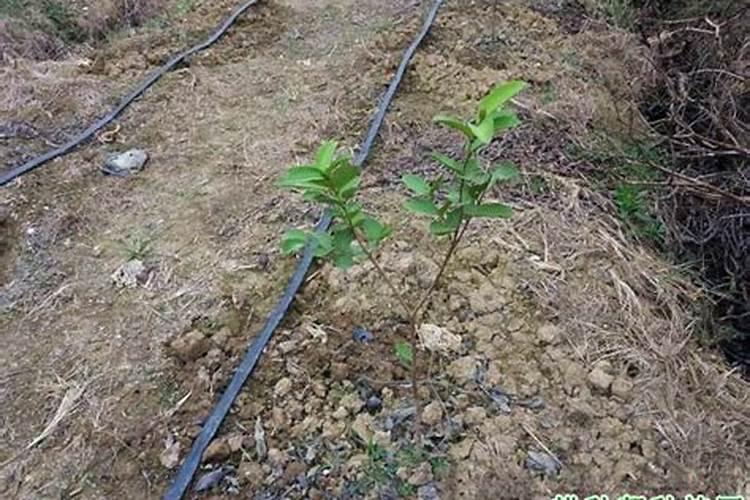 硝态氮和铵态氮哪个肥效快