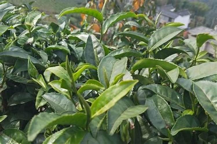 茶园土壤改良如何施肥