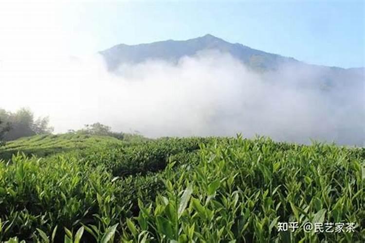 白茶什么时候放肥料最佳