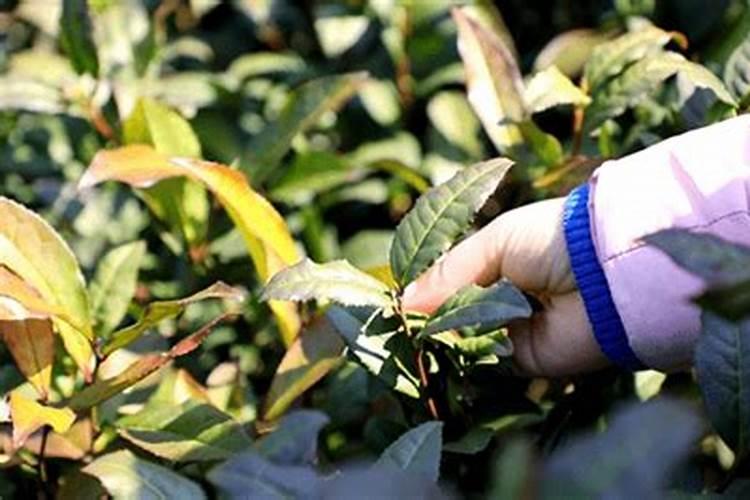 氮、磷、钾对茶树生长发育的作用