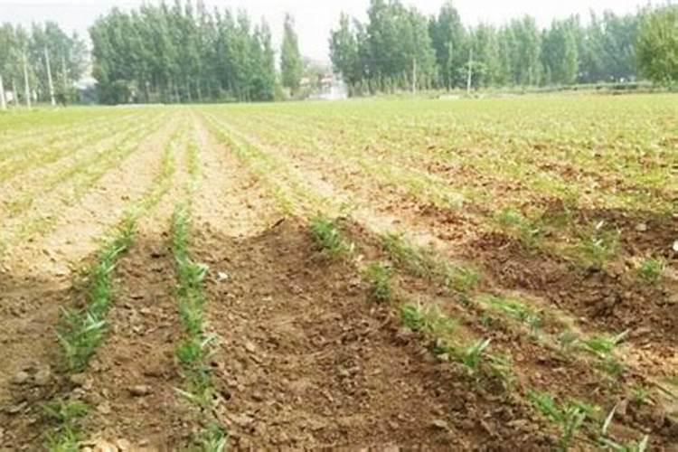 氮肥的作用,天然的氮肥有哪些