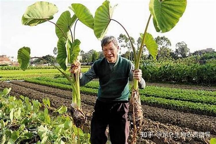 芋头膨大期施用什么肥料