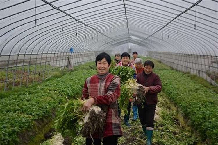 大棚芹菜种植时期注意事项 大棚芹菜种植时期注意事项是什么