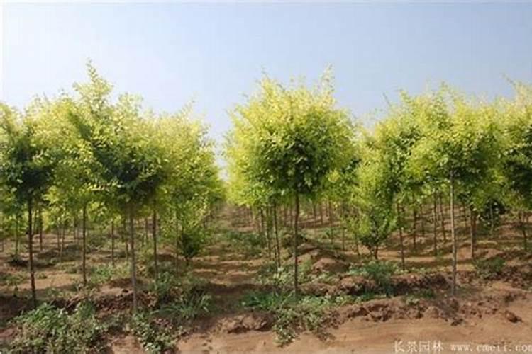 硼肥是什么肥料怎样使用