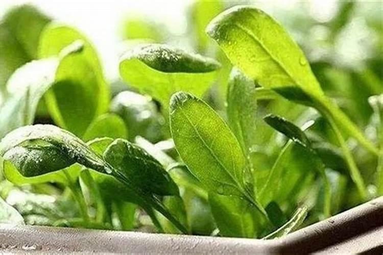 花生秧后期生长控旺用什么农药效果最好？