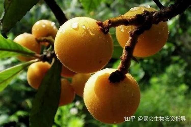 水稻扬花之后什么时间喷叶面肥？