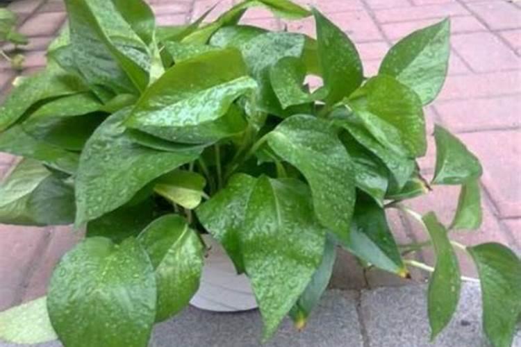 铁观音如何种植和管理