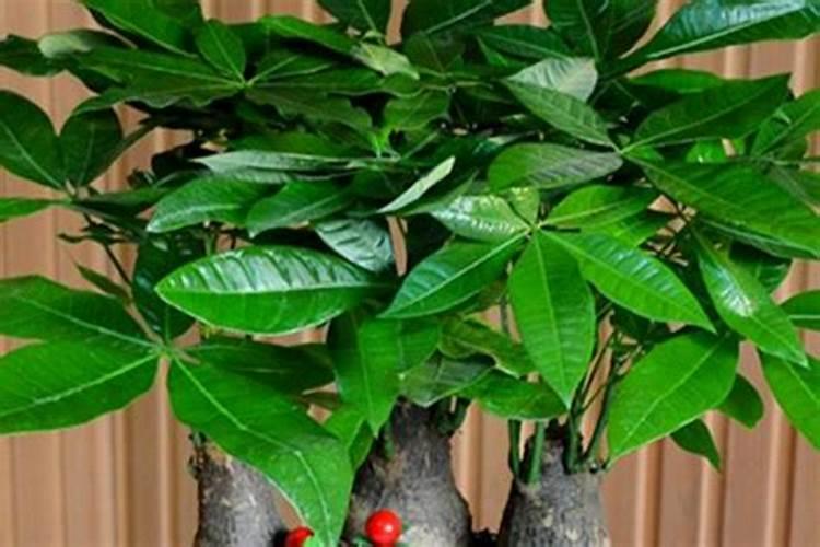 发财树浇什么肥最好