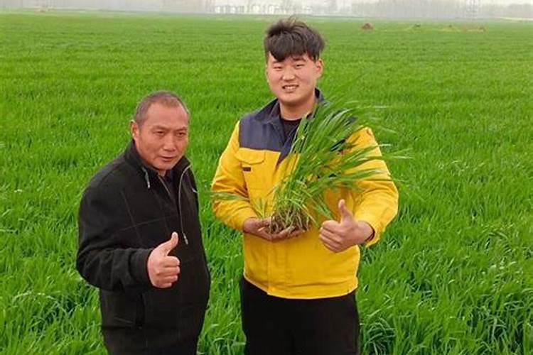 小麦冻水之前用打叶面肥吗？