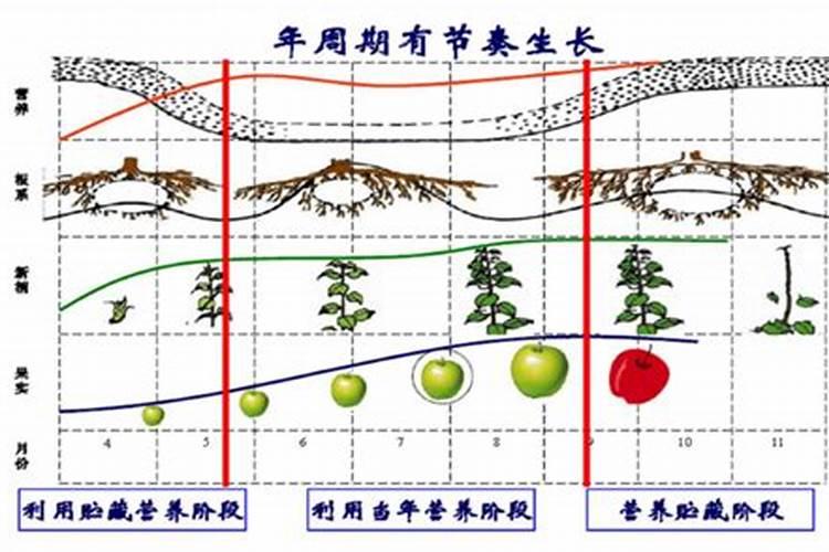 果实膨果上色,为什么要用高磷高钾类的肥料？