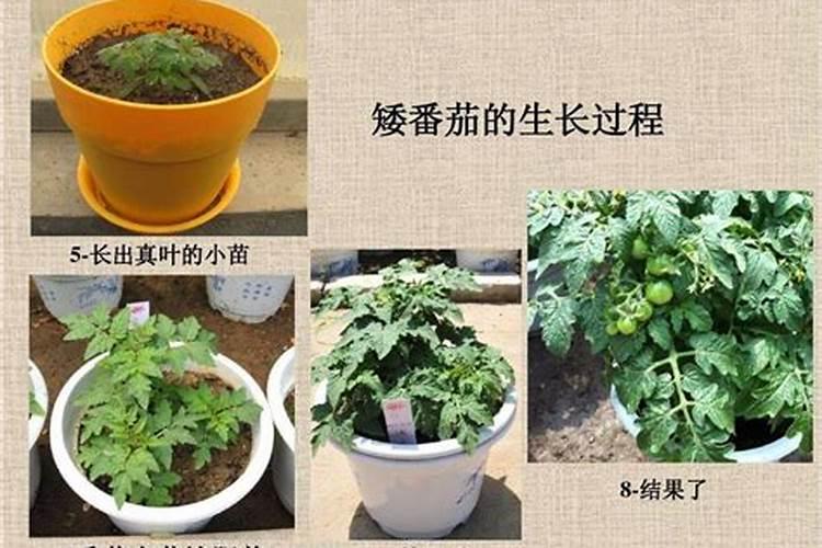 西红柿后期施什么肥