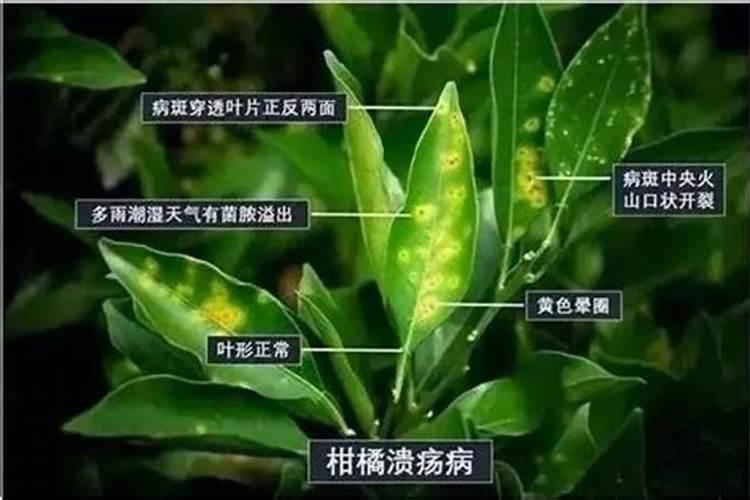 老师,柑橘嫩梢叶片向后翻卷是什么原因？