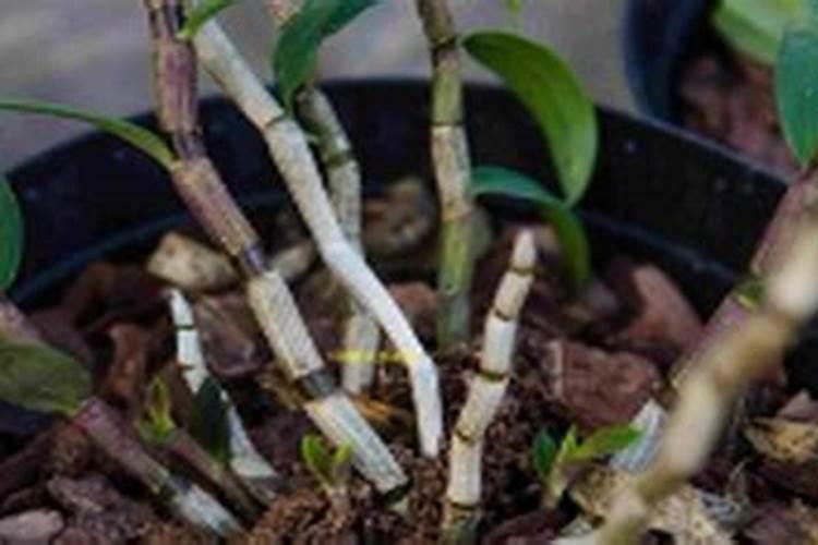 盆栽石斛施什么肥最好