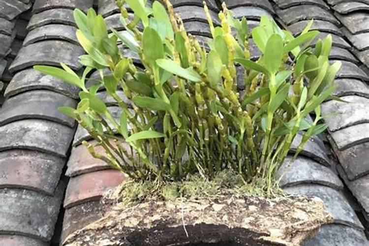 石斛用什么肥料好