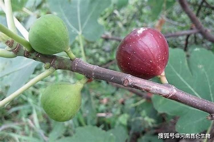 无花果什么时候施肥合适