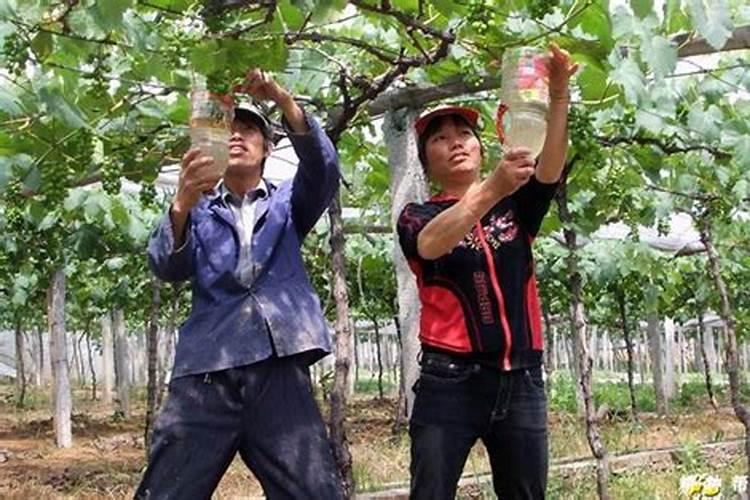 请问葡萄用什么药坐果好