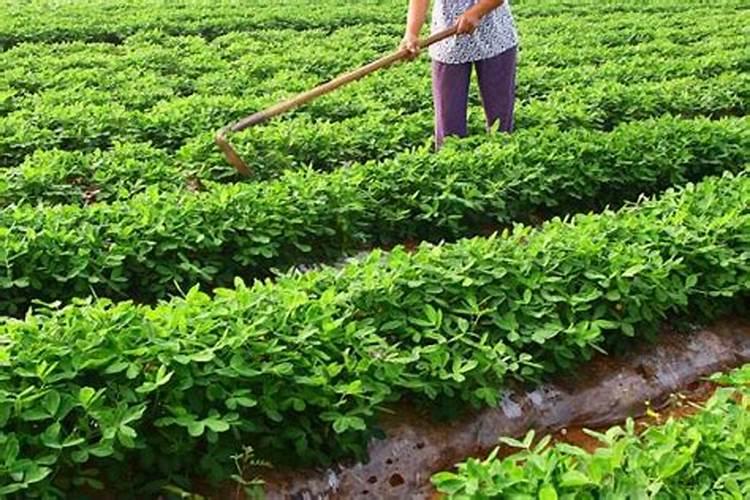 叶面喷施硼肥的最佳时间 硼肥应该怎么用