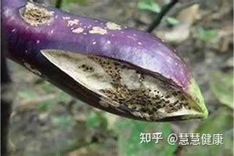 倒挂金钟落蕾怎么办？