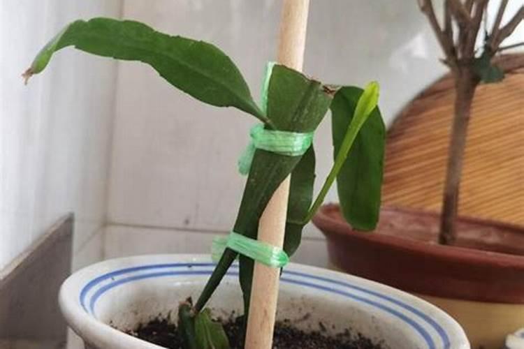 甘蔗施肥应该施什么样的钾肥为好