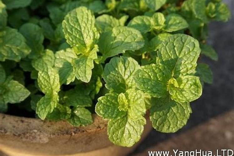 薄荷的产地在什么地方？