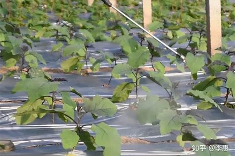 硼肥有膨果作用吗 硼肥是什么肥料